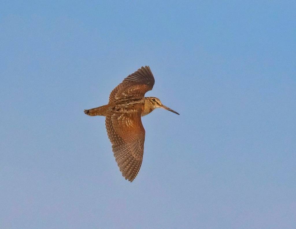 ÇULLUK VE MEŞE&nbsp;AĞACI